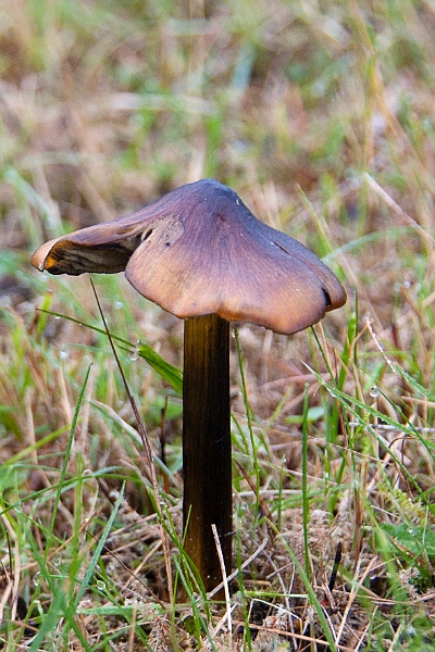 TAOU-20131018_IGP1556d-zwartwordende wasplaat.jpg